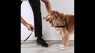 How to wear a Zee Dog soft walk harness screenshot 4