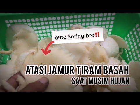 Video: Cara Mengeringkan Jamur Dengan Mudah Di Rumah