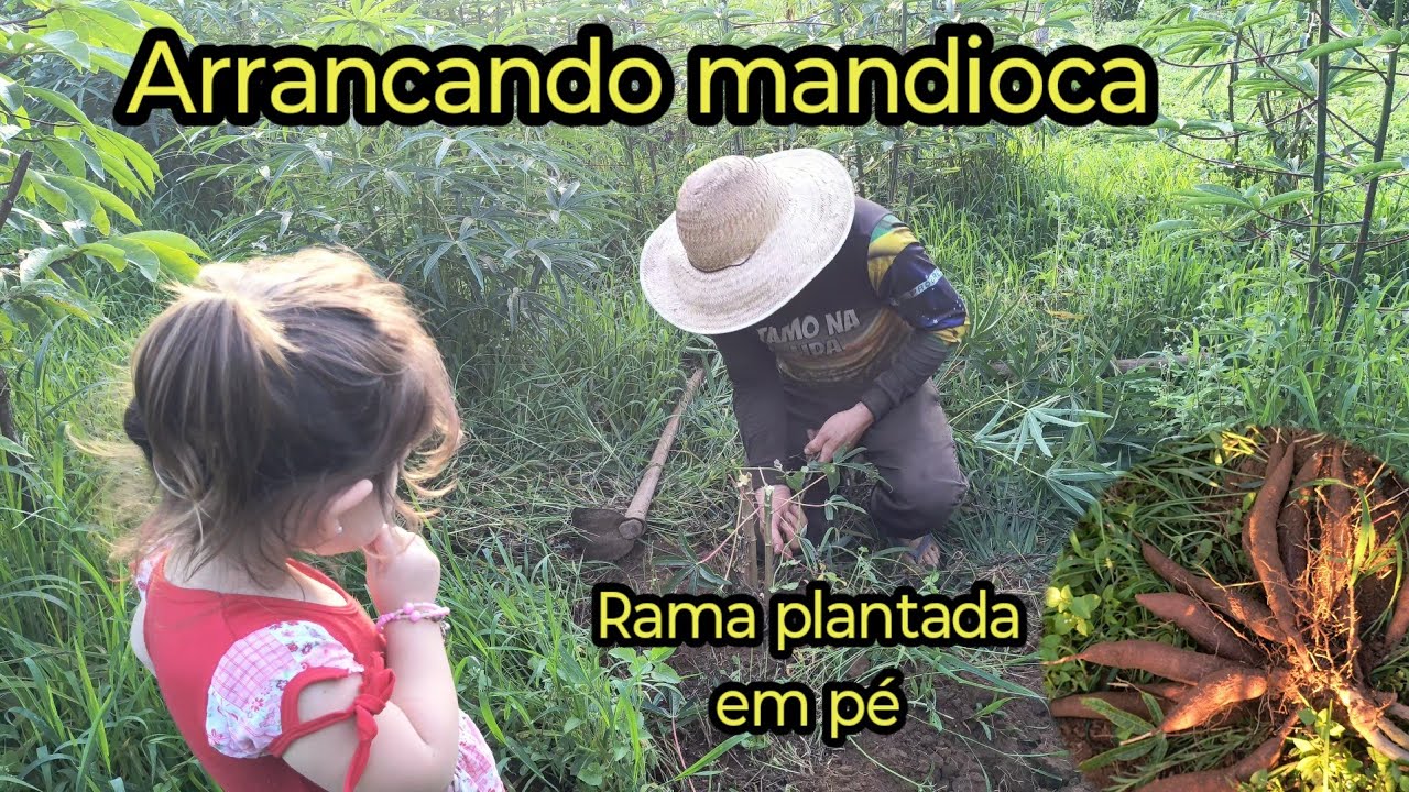 Arrancando mandioca. Rama plantada em pé 