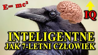 Piekielna Inteligencja Krukowatych - Dlaczego Te Ptaki Są Tak Inteligentne?