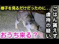 【緊急保護】ごはんが貰えずガリガリ、怪我だらけ、背中はビショビショ...満身創痍の猫ちゃんを保護しました