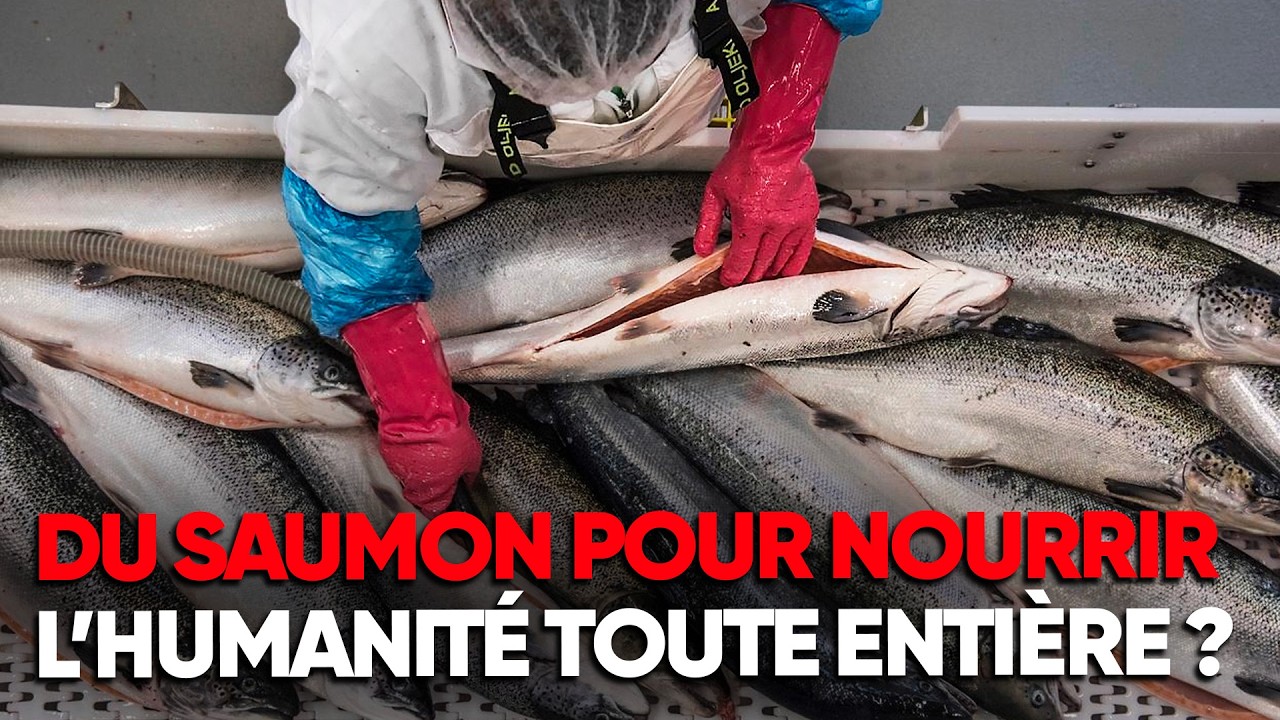 ENQUÊTE : Le saumon est-il l’avenir de l'alimentation mondiale ? - Documentaire Complet - MDW