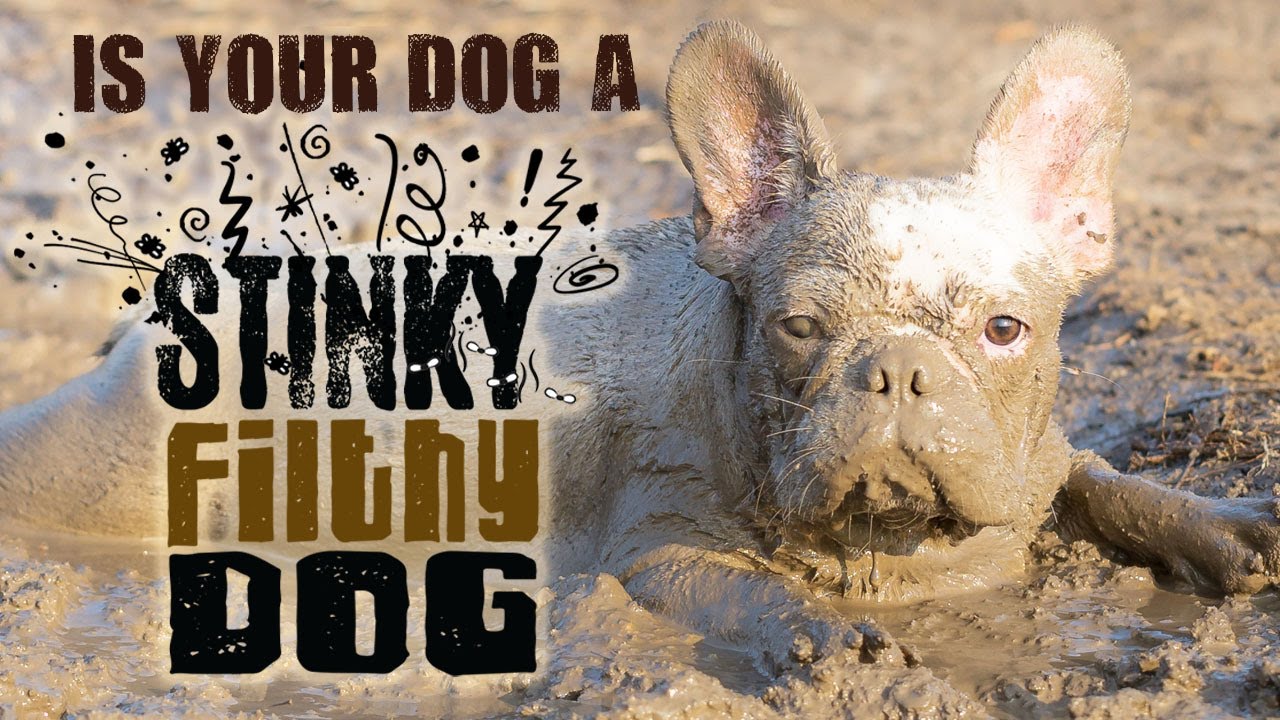 Filthy Stinky Dog Shampoo & Soap Cleans Your Stanky Beast FAST! YouTube