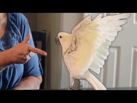 Video: Kiek kainuoja vidutinė geltonoji kuoduotoji kakadu?