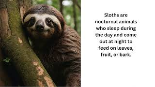 The sloth’s facts #youtubefeed #facts #animal #sloth #animal