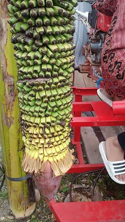 Pisang Rojo sewu