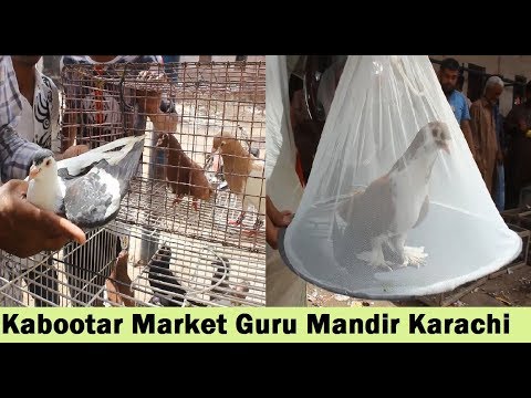 pigeons song Kabootar Market Guru Mandir Karachi Pakistan - Price Updates