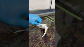 Hydro Dipping Shark #satisfying #hydrodipping #odlysatisfying #art