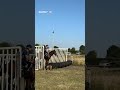 Who said flat horses can’t jump? 🐎