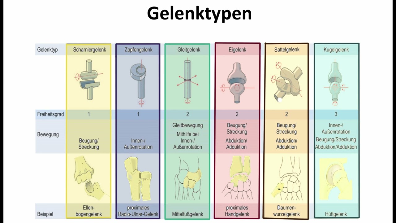 Gelenktypen • einfach erklärt, Aufbau und Beispiele · [mit Video]