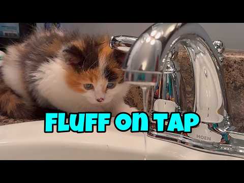 Water Babies: Wet Adventures With Olive And Pudding 💦