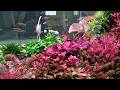 CBM Tank 164 Days (Nature Planted Aquascape)