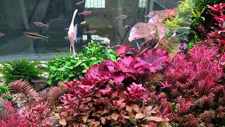CBM Tank 164 Days (Nature Planted Aquascape)