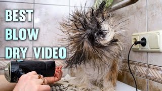BEST AND FUNNY BLOW DRY VIDEO OF THIS DOG/FUNNY PET COMPILATION by Pet Box 698 views 7 years ago 2 minutes, 36 seconds