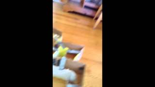 Can Gerbils Memorize?