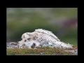 Snowy Owls with Finnature