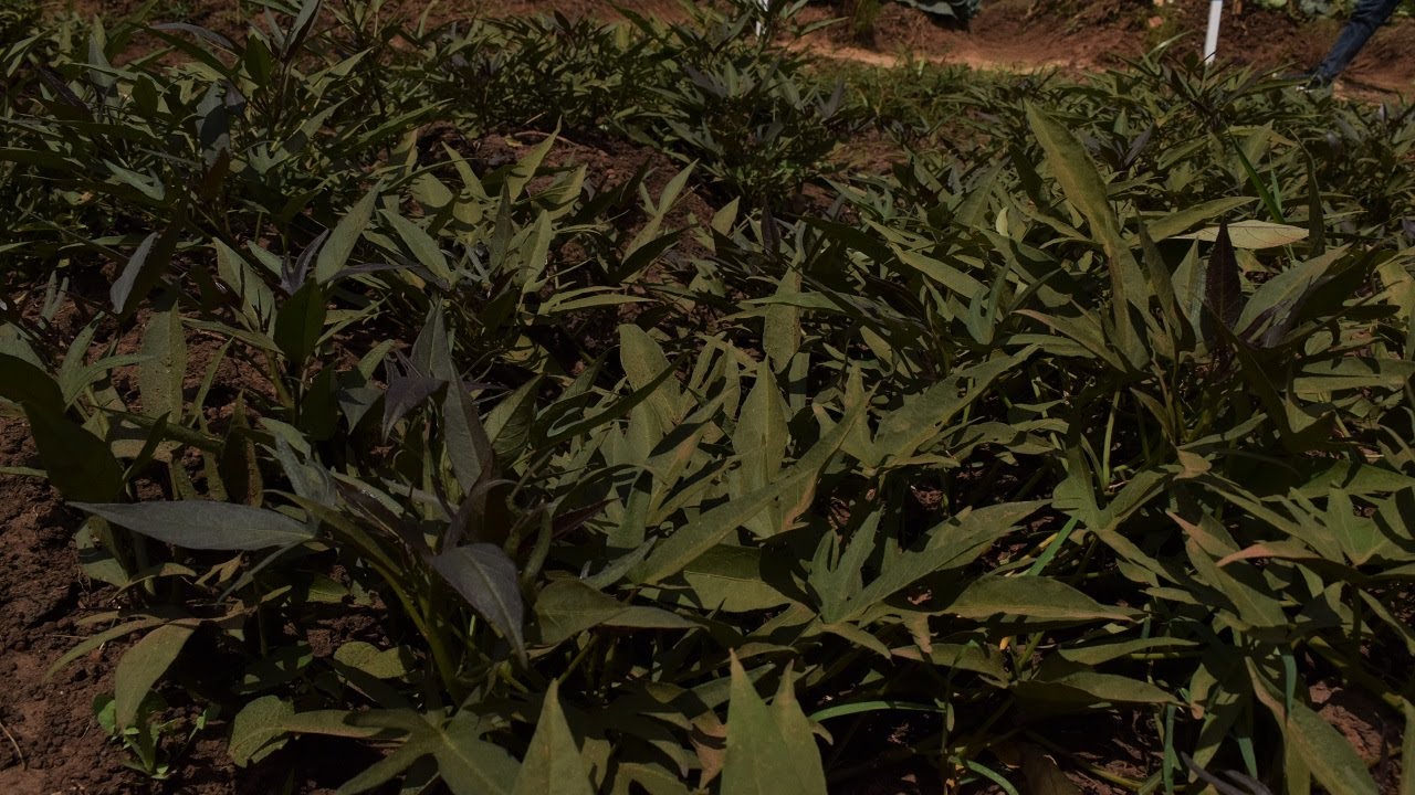 Uwimabera utuye mu Karere ka Muhanga akora ibiryo  by'ingurube mu migozi y'ibijumba