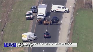 Driver charged with DUI after crash causes cows to roam on I-80 in Joliet