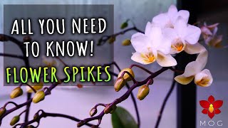 Phalaenopsis Orchids - Cutting spikes, getting new blooms & more! Orchid Care for Beginners