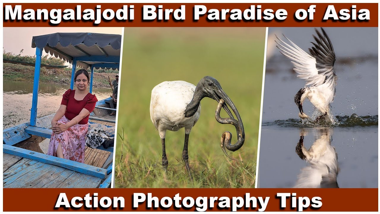 Exploring Mangalajodi Bird sanctuary, Episode 2 || Action & Wildlife Photography Tips