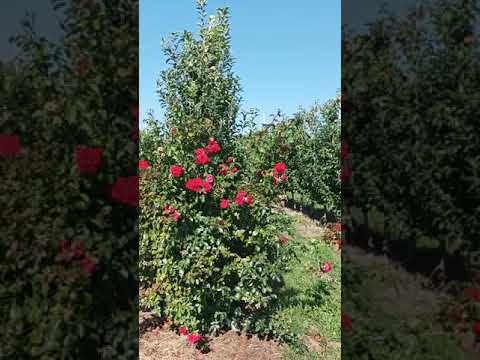 Video: Prekrasna Ruža. Originalna Aplikacija