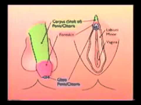 Circumcision Orgasm 95