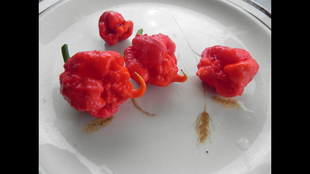 growing carolina reapers 3