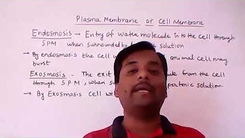 The plasma membrane of a cell consists of ___________.