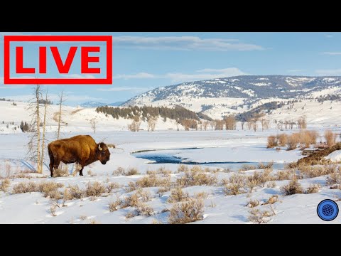 🌎 LIVE Yellowstone National Park!