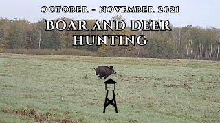 Boar and Deer Hunt - October to November 2022