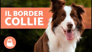 Il cane BORDER COLLIE  (Origine, Caratteristiche, Carattere e Cura)