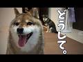 柴犬が太る理由はいったいなに!