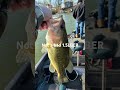 Not a bad one!#fishing