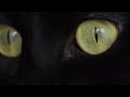🐾 Exposition Féline Internationale en Ginebra | Mon Regard y el emocionante Best in Show 