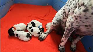 Download Lagu les bébés de MADY du ruisseau de Montbrun MP3