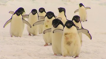 Antarctica adelie Penguins walking video-4k Nature (Ultra HD) | Nature