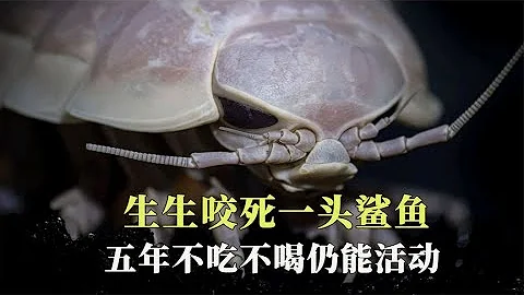 生生咬死一头鲨鱼，五年不吃不喝仍能活动，大王具足虫有多神奇【西风探瘦马】 - 天天要闻