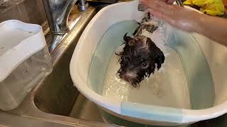 Little Peach Taking a Bath  Day 60  Puppies Journey