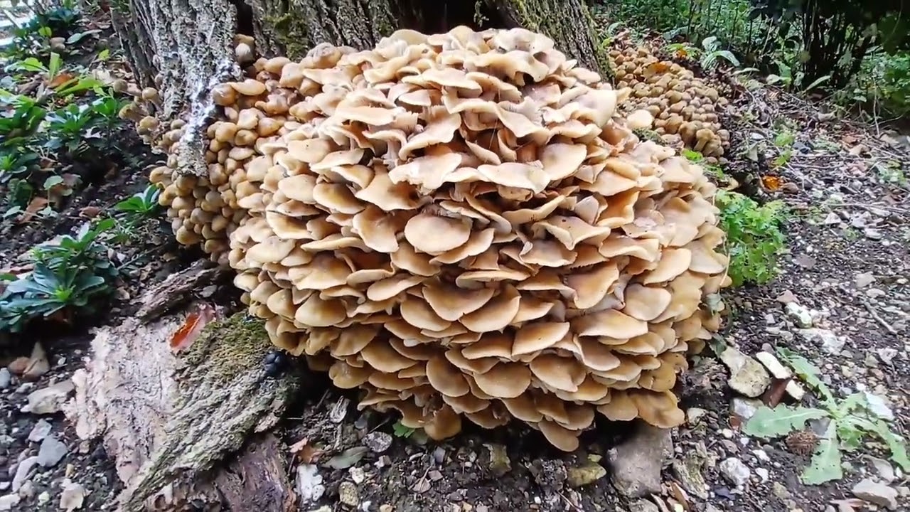 A Walk From Denmead To Hambledon And Back