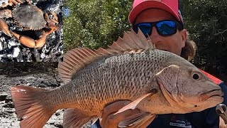 BARRAMUNDI | MANGROVE JACK | MUD CRAB | Australia catching SEAFOOD!! CATCH AND COOK