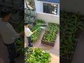Every day after get off work, I like to stroll around my vegetable garden, planting vegetables