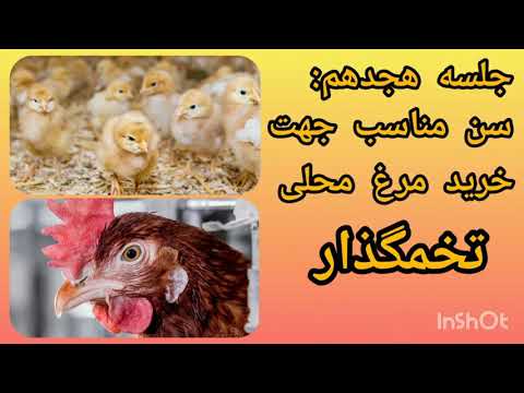 آموزش پرورش مرغ بومی تخمگذار سن مناسب جهت خرید مرغ محلی تخمگذار جلسه هجدهم