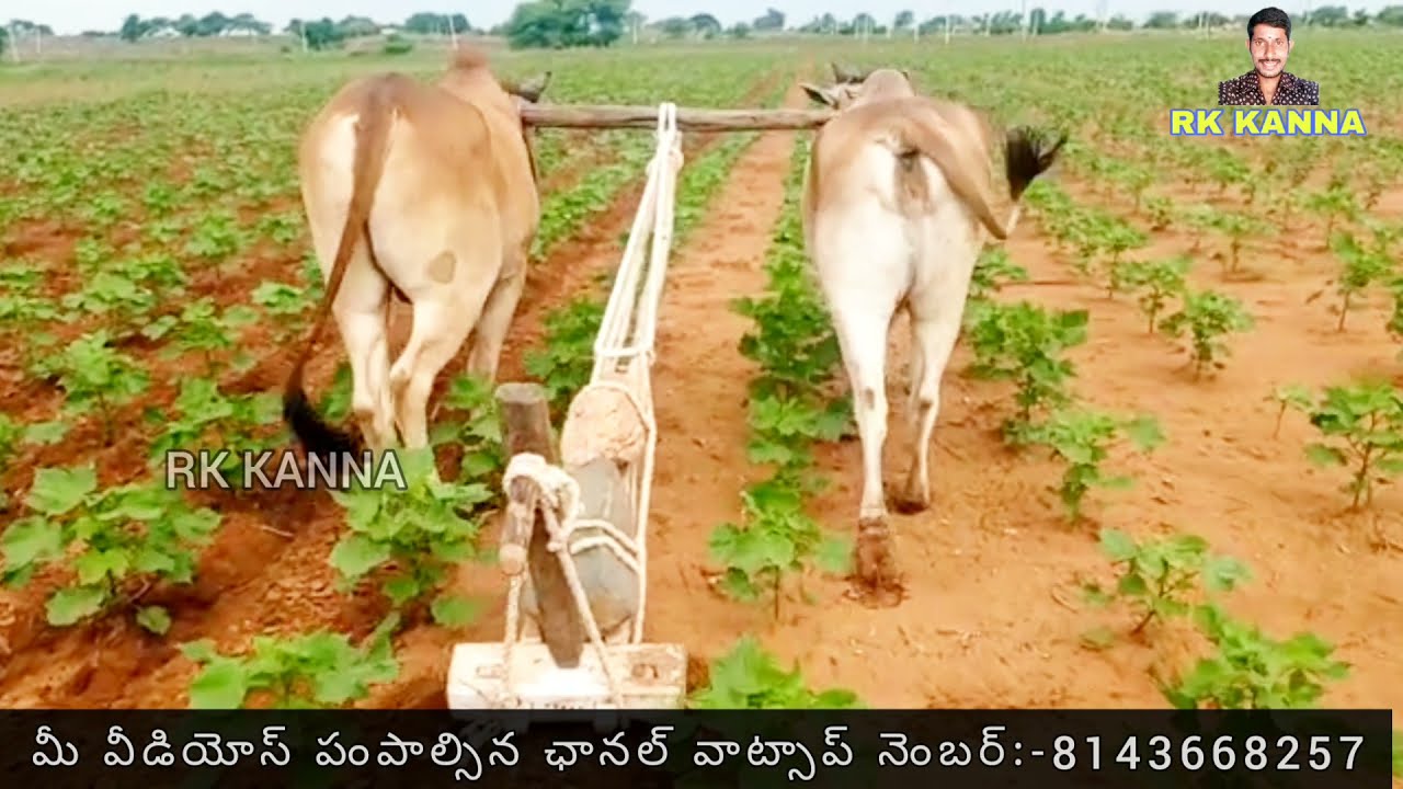 antiquated method of plough by ox-agriculture telangana india-bulls videos 2021 telugu-bulls showing