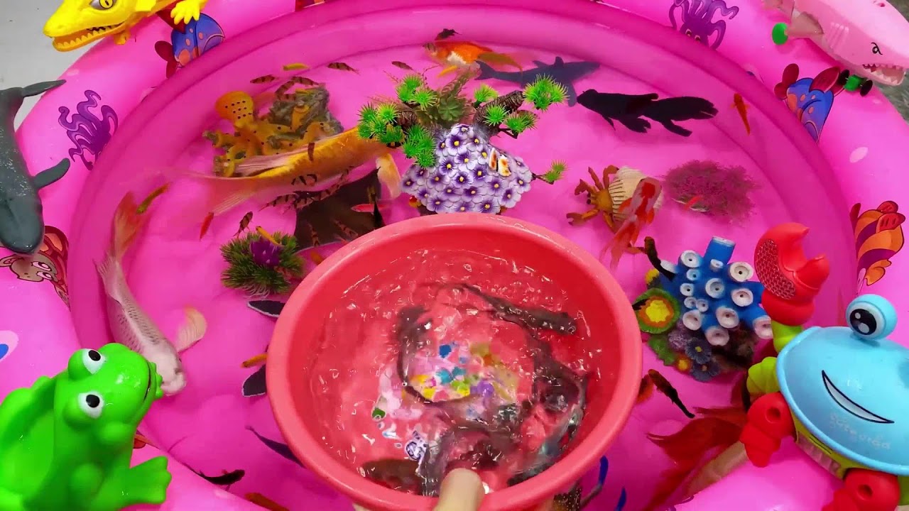 Put fish in the float,sharks,dolphins,sea creatures#fish#koi#fishing#fishtank#pets#viralvideo#viral