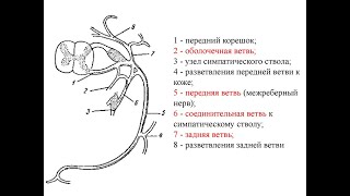 Образование спинномозговых нервов, их передние и задние ветви.  Шейное сплетение и его ветви