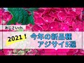 2021年入荷のアジサイ　新品種5選‼紹介します！