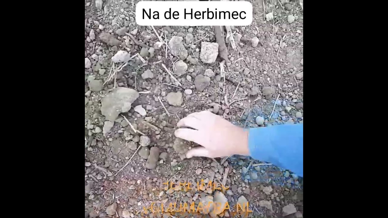 Mechanische onkruidbestrijding met de ADV Herbimec Schoffelcultivator van Vomumatra.