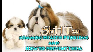 Shih Tzu's Most Common Health Problems and Preventions