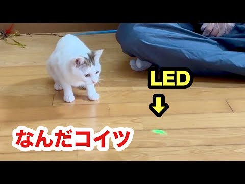 新しい友達⁉︎LEDに心奪われる保護子猫