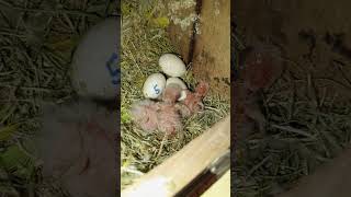 Albino 3 Chicks 🐥 hatch 🐣 mashallah #birds #birdszone #parrot #allbirdslover